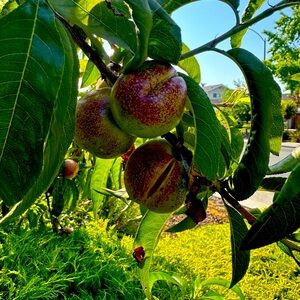 Meet your Posher, Esmin